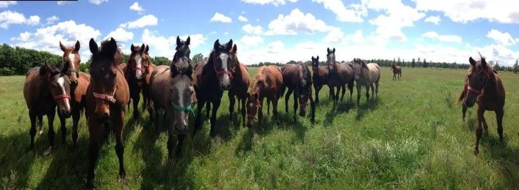 Caballos pastando bajo un cielo de verano